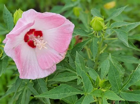 芙蓉怎麼種|芙蓉到底該怎麼照顧呢？